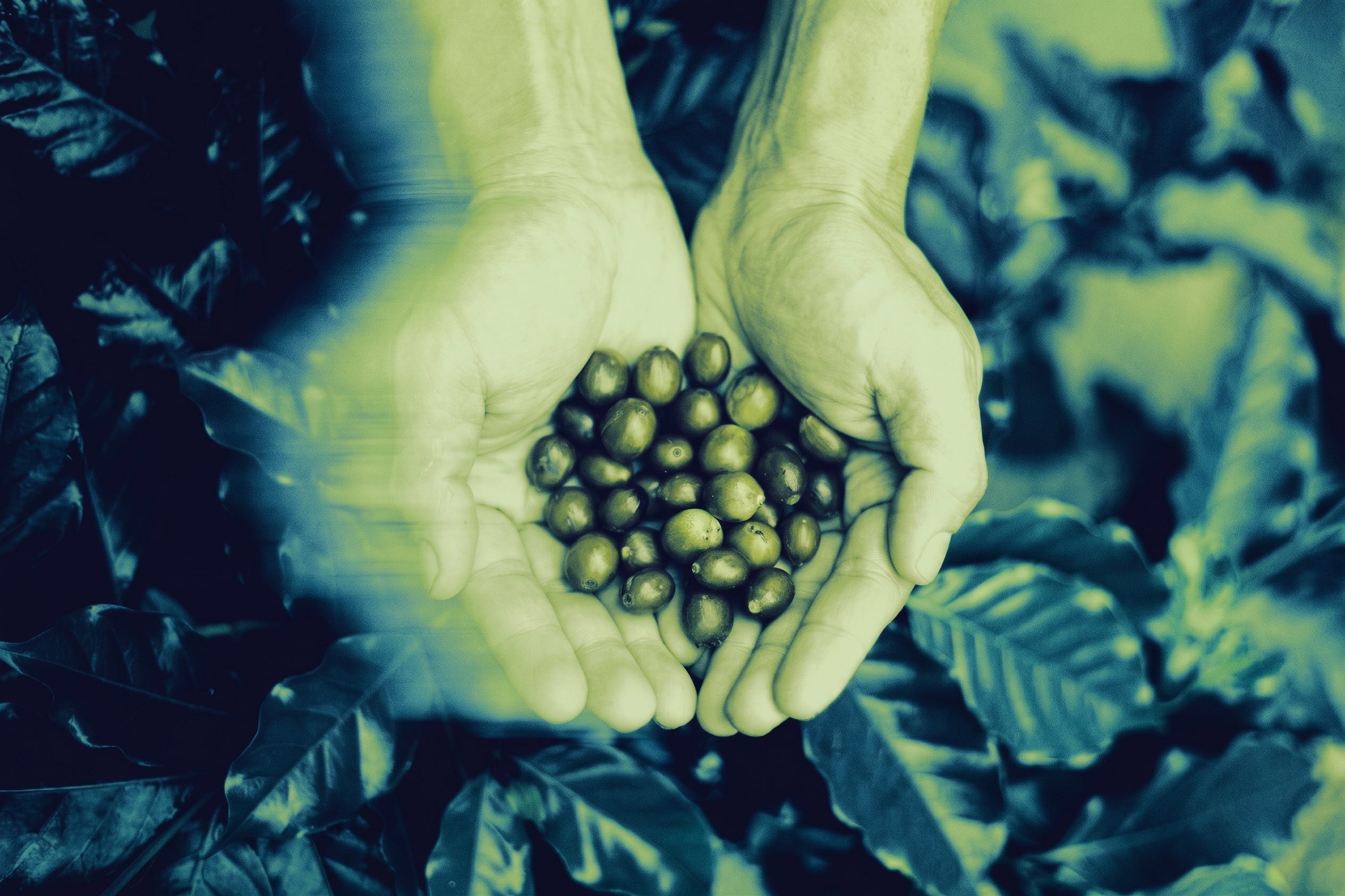 Hands holding Coffee Fruit Cherries