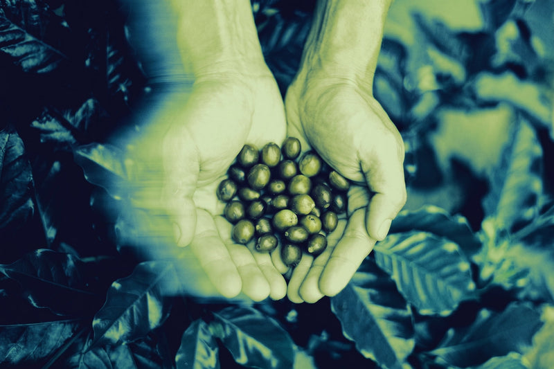 Hands holding Coffee Fruit Cherries
